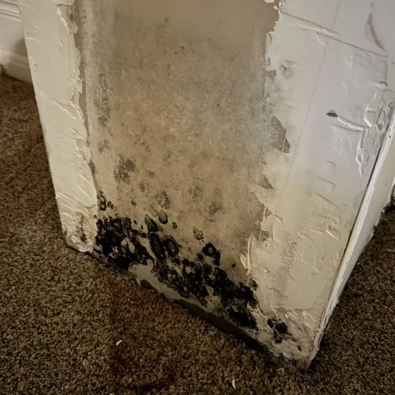 Professional Mold Removal in Millville, UT